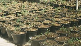 Acclimatising your container-grown nursery stock for winter
